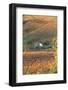 Vineyards, Near Alba, Langhe, Piedmont, Italy-Peter Adams-Framed Photographic Print