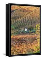 Vineyards, Near Alba, Langhe, Piedmont, Italy-Peter Adams-Framed Stretched Canvas