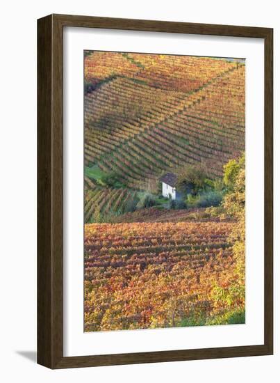 Vineyards, Near Alba, Langhe, Piedmont, Italy-Peter Adams-Framed Photographic Print