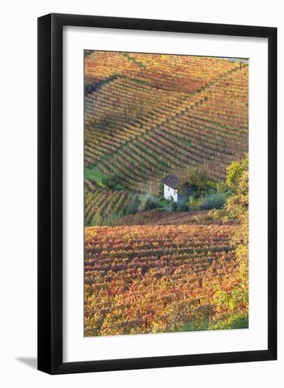 Vineyards, Near Alba, Langhe, Piedmont, Italy-Peter Adams-Framed Photographic Print