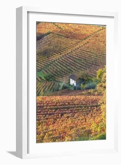 Vineyards, Near Alba, Langhe, Piedmont, Italy-Peter Adams-Framed Photographic Print