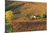 Vineyards, Near Alba, Langhe, Piedmont, Italy-Peter Adams-Mounted Premium Photographic Print