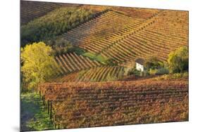 Vineyards, Near Alba, Langhe, Piedmont, Italy-Peter Adams-Mounted Premium Photographic Print