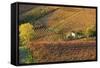 Vineyards, Near Alba, Langhe, Piedmont, Italy-Peter Adams-Framed Stretched Canvas