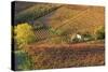 Vineyards, Near Alba, Langhe, Piedmont, Italy-Peter Adams-Stretched Canvas