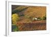 Vineyards, Near Alba, Langhe, Piedmont, Italy-Peter Adams-Framed Photographic Print