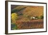 Vineyards, Near Alba, Langhe, Piedmont, Italy-Peter Adams-Framed Photographic Print