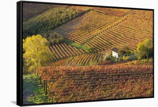 Vineyards, Near Alba, Langhe, Piedmont, Italy-Peter Adams-Framed Stretched Canvas