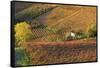 Vineyards, Near Alba, Langhe, Piedmont, Italy-Peter Adams-Framed Stretched Canvas
