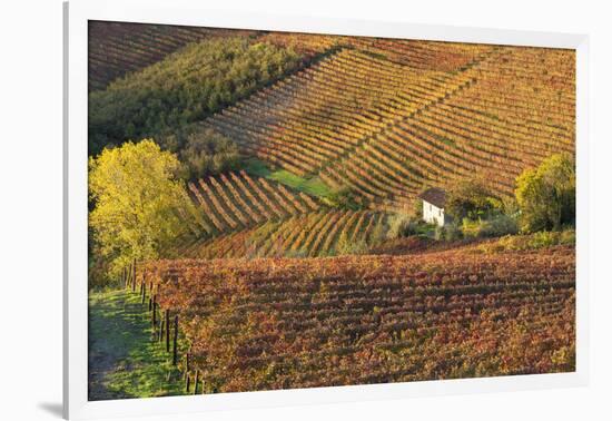 Vineyards, Near Alba, Langhe, Piedmont, Italy-Peter Adams-Framed Photographic Print