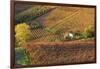 Vineyards, Near Alba, Langhe, Piedmont, Italy-Peter Adams-Framed Photographic Print