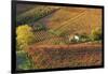 Vineyards, Near Alba, Langhe, Piedmont, Italy-Peter Adams-Framed Photographic Print