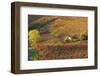 Vineyards, Near Alba, Langhe, Piedmont, Italy-Peter Adams-Framed Photographic Print