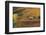 Vineyards, Near Alba, Langhe, Piedmont, Italy-Peter Adams-Framed Photographic Print