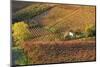 Vineyards, Near Alba, Langhe, Piedmont, Italy-Peter Adams-Mounted Photographic Print