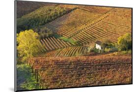 Vineyards, Near Alba, Langhe, Piedmont, Italy-Peter Adams-Mounted Photographic Print