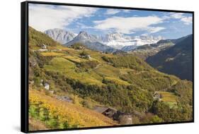 Vineyards Near Bolzano, Trentino-Alto Adige, Suedtirol, Italy-Peter Adams-Framed Stretched Canvas