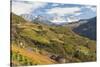Vineyards Near Bolzano, Trentino-Alto Adige, Suedtirol, Italy-Peter Adams-Stretched Canvas