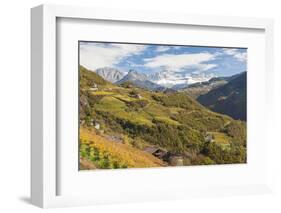 Vineyards Near Bolzano, Trentino-Alto Adige, Suedtirol, Italy-Peter Adams-Framed Photographic Print