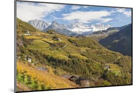 Vineyards Near Bolzano, Trentino-Alto Adige, Suedtirol, Italy-Peter Adams-Mounted Photographic Print