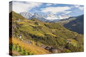 Vineyards Near Bolzano, Trentino-Alto Adige, Suedtirol, Italy-Peter Adams-Stretched Canvas