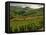 Vineyards Near Cerdon, Bugey, Ain, Rhone Alpes, France, Europe-Michael Busselle-Framed Stretched Canvas