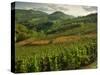 Vineyards Near Cerdon, Bugey, Ain, Rhone Alpes, France, Europe-Michael Busselle-Stretched Canvas