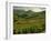 Vineyards Near Cerdon, Bugey, Ain, Rhone Alpes, France, Europe-Michael Busselle-Framed Photographic Print