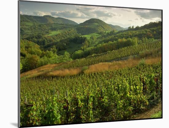 Vineyards Near Cerdon, Bugey, Ain, Rhone Alpes, France, Europe-Michael Busselle-Mounted Photographic Print