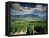 Vineyards Near Chambery, Savoie, Rhone Alpes, France-Michael Busselle-Framed Stretched Canvas