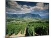Vineyards Near Chambery, Savoie, Rhone Alpes, France-Michael Busselle-Mounted Photographic Print