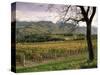 Vineyards Near Chambery, Savoie, Rhone Alpes, France-Michael Busselle-Stretched Canvas