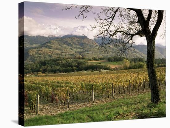 Vineyards Near Chambery, Savoie, Rhone Alpes, France-Michael Busselle-Stretched Canvas