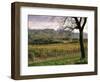 Vineyards Near Chambery, Savoie, Rhone Alpes, France-Michael Busselle-Framed Photographic Print