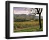 Vineyards Near Chambery, Savoie, Rhone Alpes, France-Michael Busselle-Framed Photographic Print