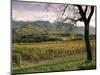 Vineyards Near Chambery, Savoie, Rhone Alpes, France-Michael Busselle-Mounted Photographic Print