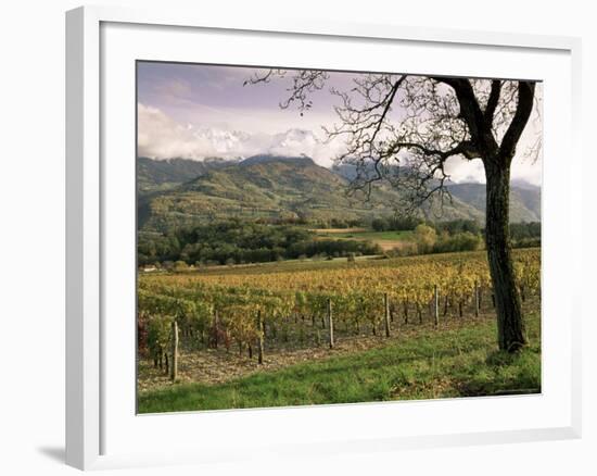 Vineyards Near Chambery, Savoie, Rhone Alpes, France-Michael Busselle-Framed Photographic Print