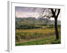 Vineyards Near Chambery, Savoie, Rhone Alpes, France-Michael Busselle-Framed Photographic Print