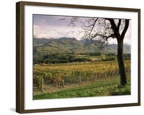 Vineyards Near Chambery, Savoie, Rhone Alpes, France-Michael Busselle-Framed Photographic Print