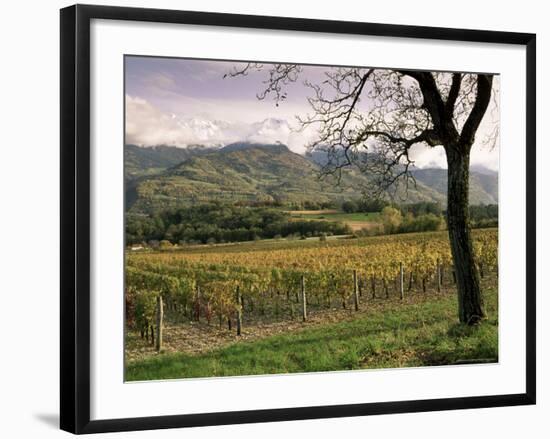 Vineyards Near Chambery, Savoie, Rhone Alpes, France-Michael Busselle-Framed Photographic Print