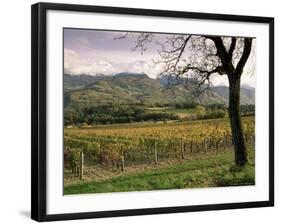 Vineyards Near Chambery, Savoie, Rhone Alpes, France-Michael Busselle-Framed Photographic Print