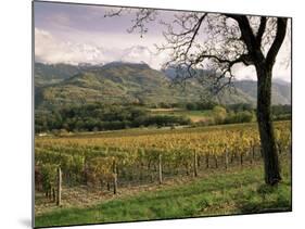 Vineyards Near Chambery, Savoie, Rhone Alpes, France-Michael Busselle-Mounted Photographic Print