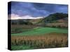 Vineyards Near Chateau Chalon, Jura, Franche Comte, France-Michael Busselle-Stretched Canvas