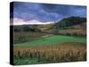 Vineyards Near Chateau Chalon, Jura, Franche Comte, France-Michael Busselle-Stretched Canvas