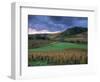 Vineyards Near Chateau Chalon, Jura, Franche Comte, France-Michael Busselle-Framed Photographic Print