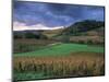 Vineyards Near Chateau Chalon, Jura, Franche Comte, France-Michael Busselle-Mounted Photographic Print