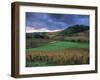 Vineyards Near Chateau Chalon, Jura, Franche Comte, France-Michael Busselle-Framed Photographic Print