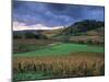 Vineyards Near Chateau Chalon, Jura, Franche Comte, France-Michael Busselle-Mounted Photographic Print