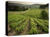 Vineyards Near Coiffy Le Haut, Haute Marne, Champagne, France-Michael Busselle-Stretched Canvas