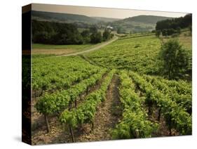 Vineyards Near Coiffy Le Haut, Haute Marne, Champagne, France-Michael Busselle-Stretched Canvas